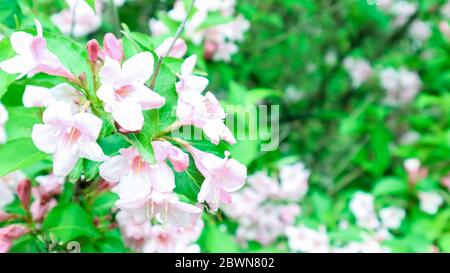 Rosa Azaleen im Garten. Nahaufnahme von rosa Rhododendron indicum Blüten in voller Blüte Stockfoto