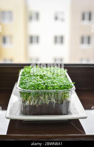 Microgreen von Gartenkresse, junge Pflanzen, in Kunststoffbehälter auf Fensterbank Nahaufnahme Stockfoto