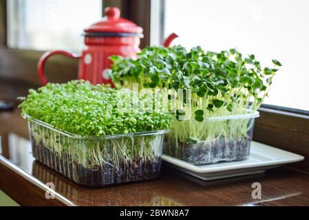 Microgreen von Gartenkresse und Daikon Rettich, junge Pflanzen, in Kunststoff-Behälter auf Fensterbank Nahaufnahme Stockfoto