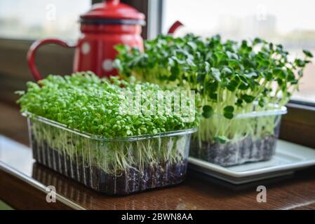 Microgreen von Gartenkresse und Daikon Rettich, junge Pflanzen, in Kunststoff-Behälter auf Fensterbank Nahaufnahme Stockfoto