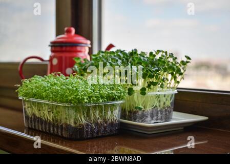 Microgreen von Gartenkresse und Daikon Rettich, junge Pflanzen, in Kunststoff-Behälter auf Fensterbank Nahaufnahme Stockfoto