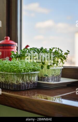 Microgreen von Gartenkresse und Daikon Rettich, junge Pflanzen, in Kunststoff-Behälter auf Fensterbank Nahaufnahme Stockfoto