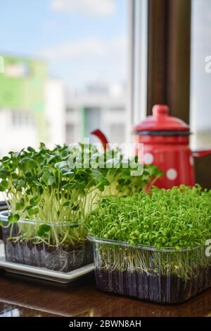 Microgreen von Gartenkresse und Daikon Rettich, junge Pflanzen, in Kunststoff-Behälter auf Fensterbank Nahaufnahme Stockfoto