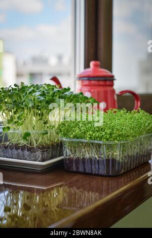 Microgreen von Gartenkresse und Daikon Rettich, junge Pflanzen, in Kunststoff-Behälter auf Fensterbank Nahaufnahme Stockfoto