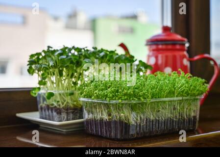 Microgreen von Gartenkresse und Daikon Rettich, junge Pflanzen, in Kunststoff-Behälter auf Fensterbank Nahaufnahme Stockfoto