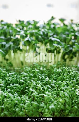 Microgreen von Gartenkresse und Daikon Rettich, junge Pflanzen, in Kunststoff-Behälter auf Fensterbank Nahaufnahme Stockfoto