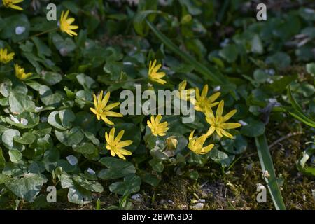 Blühende kleine Celandine oder pilewort (Ficaria verna), niedrig wachsende mehrjährige Pflanze mit dunkelgrünen Blättern und gelben Blüten im Frühjahr, Kopie Spa Stockfoto