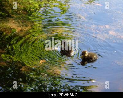 Mandarine Ente auf Keston Teich im Großraum London Bezirk Bromley, England, Vereinigtes Königreich, Europa Stockfoto