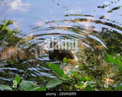 Mandarine Ente auf Keston Teich im Großraum London Bezirk Bromley, England, Vereinigtes Königreich, Europa Stockfoto