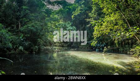 Ein See im Wald Stockfoto