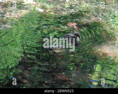 Mandarine Ente auf Keston Teich im Großraum London Bezirk Bromley, England, Vereinigtes Königreich, Europa Stockfoto