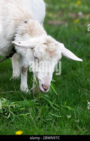 Weiße Hausziege Kauweiden Äste und Blätter auf einem Hintergrund der grünen Wiese. Stockfoto