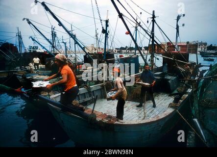 Fischer entladen ihren Fang im adriatischen Hafen von Bari, Apulien, Italien, abgebildet im Jahr 1971 Stockfoto