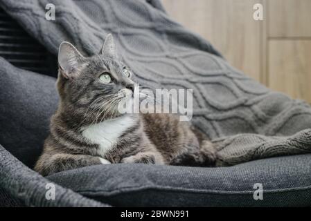 Grau gestromte Katze laing auf Sessel zu Hause Nahaufnahme Stockfoto