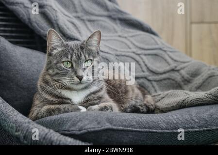 Grau gestromte Katze laing auf Sessel zu Hause Nahaufnahme Stockfoto