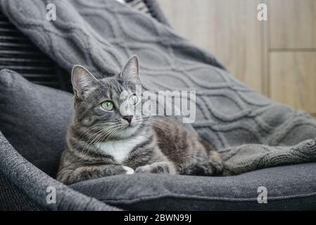 Grau gestromte Katze laing auf Sessel zu Hause Nahaufnahme Stockfoto