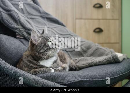 Grau gestromte Katze laing auf Sessel zu Hause Nahaufnahme Stockfoto