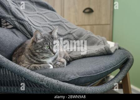 Grau gestromte Katze laing auf Sessel zu Hause Nahaufnahme Stockfoto