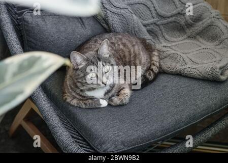 Grau gestromte Katze laing auf Sessel zu Hause Nahaufnahme Stockfoto