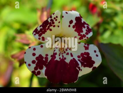 Mimulus Magic Fleck weiß mit tiefem Rosa Blick in die gelbe Mitte mit verschwommenem Hintergrund Stockfoto