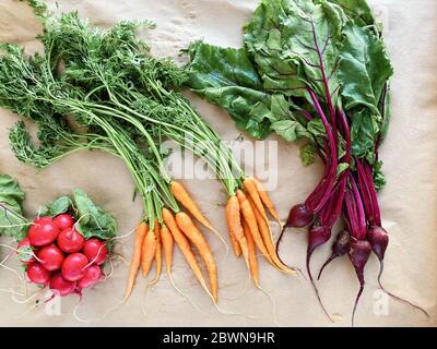 Flaches Bild von frischem und jungen Bio-Gemüse, Bund von Rettich und Karotte auf dem Tisch. Bild auf dem Mobiltelefon erstellt Stockfoto