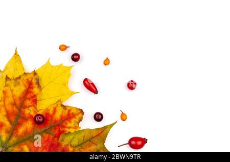 Herbst Ahornblatt und Herbstbeeren auf weißem Hintergrund. Stockfoto