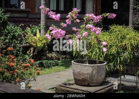 Blumentopf für die Gartendekoration auf Bali Stockfoto