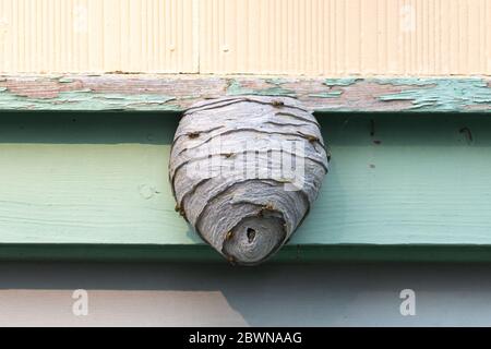 Ein großes Wespen-Hornet-Nest, das an einem grünen Holzgebäude befestigt ist. Die lästigen Insekten sind auf der Außenseite des Papierpulpa Material Typ sechseckigen Kamm. Stockfoto