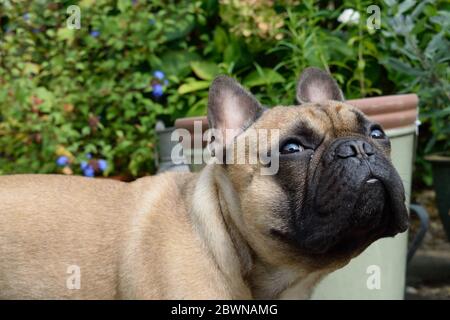 Liebenswert Französisch Bulldogge in einem grünen Garten Stockfoto