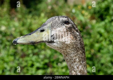 Porträt einer Gans in der Nähe von Swanbourne Lake in Arundel Stockfoto