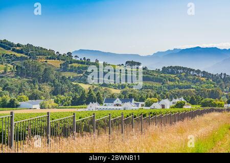 Weinberglandschaft mit schönen Bergen im Hintergrund in Stellenbosch, Südafrika, Panorama Stockfoto