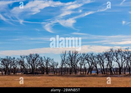 Willow Wald entlang Platte River, parallel zur Interste 80 durch Nebraska, USA Stockfoto