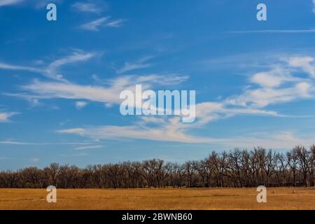 Willow Wald entlang Platte River, parallel zur Interste 80 durch Nebraska, USA Stockfoto