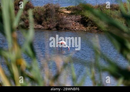 Blick auf einen rosa Flamingo durch die Vegetation im Teich von Santa Gilla, in der Nähe von Cagliari auf Sardinien Stockfoto