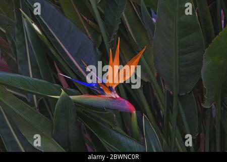 Tropische Blume namens Paradiesvogel Nahaufnahme. Stockfoto