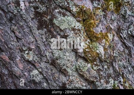 Detaillierte Textur einer Kiefernrinde mit Flechten Stockfoto