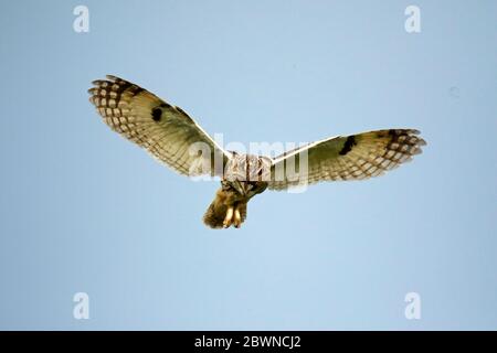 Eulenjagd über den Yorkshire Moors Stockfoto