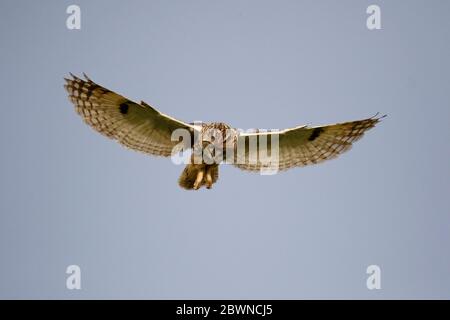 Eulenjagd über den Yorkshire Moors Stockfoto