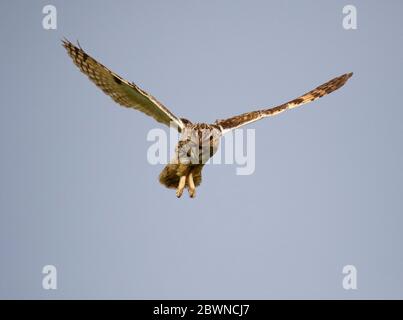 Eulenjagd über den Yorkshire Moors Stockfoto