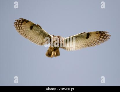 Eulenjagd über den Yorkshire Moors Stockfoto