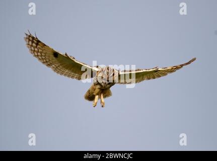 Eulenjagd über den Yorkshire Moors Stockfoto