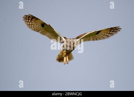 Eulenjagd über den Yorkshire Moors Stockfoto