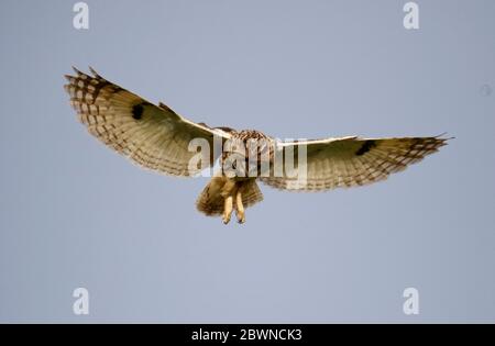 Eulenjagd über den Yorkshire Moors Stockfoto