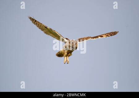 Eulenjagd über den Yorkshire Moors Stockfoto