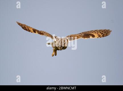 Eulenjagd über den Yorkshire Moors Stockfoto