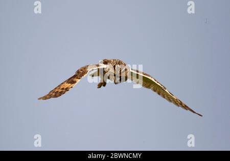 Eulenjagd über den Yorkshire Moors Stockfoto