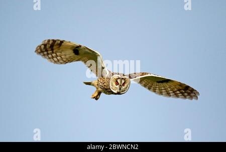 Eulenjagd über den Yorkshire Moors Stockfoto