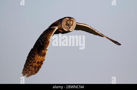 Eulenjagd über den Yorkshire Moors Stockfoto