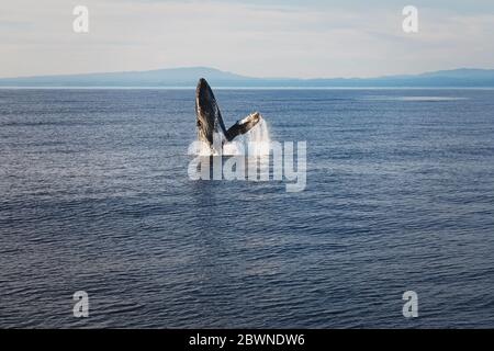 Wale springen beim Walen-Walen aus dem Wasser Stockfoto