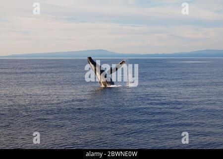 Wale springen beim Walen-Walen aus dem Wasser Stockfoto